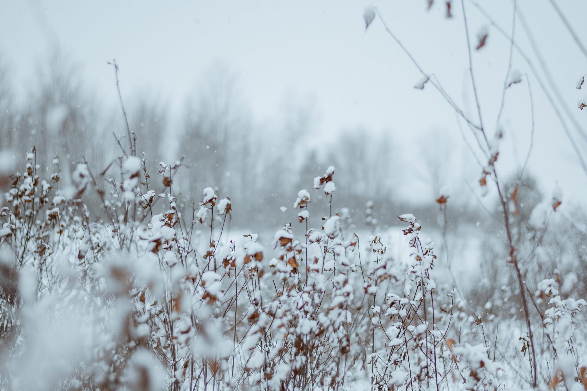 snow covered plants in a field scaled 1