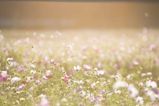Fleurs des champs cosmétique naturel La Mauve 